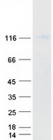 protp55286 cadherin 8 cdh8 human recombinant protein