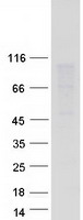 protp55287 ob cadherin cdh11 human recombinant protein