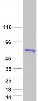 Coomassie blue staining of purified PRMT2 protein