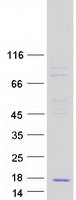 Coomassie blue staining of purified CCL23 protein