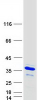 Coomassie blue staining of purified GFER protein