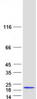protp55854 sumo 3 sumo3 human recombinant protein