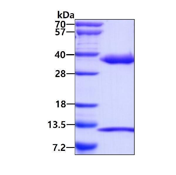 3ug by SDS-PAGE under reducing condition and visualized by coomassie blue stain