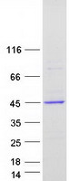Coomassie blue staining of purified FCGRT protein