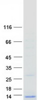 protp56381 atp5f1e human recombinant protein