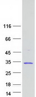 protp56537 eif6 human recombinant protein