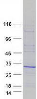 Coomassie blue staining of purified ARL4C protein