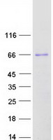protp56696 kcnq4 human recombinant protein