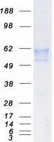 Coomassie blue staining of purified BACE1 protein