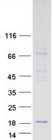 protp56851 eddm3b human recombinant protein