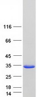 Coomassie blue staining of purified RIPPLY3 protein