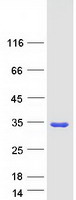 Coomassie blue staining of purified SCAND1 protein