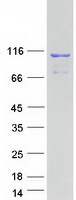 protp57737 coro7 human recombinant protein