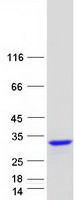 protp57771 rgs8 human recombinant protein