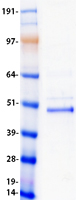 protp58304 chx10 vsx2 human recombinant protein