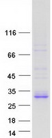 protp58499 fam3b human recombinant protein