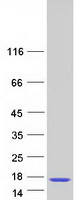 protp58546 myotrophin mtpn human recombinant protein