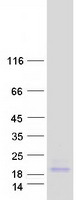 protp58549 fxyd7 human recombinant protein