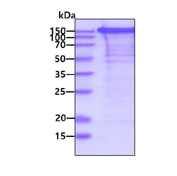 protp59594 2 sds page