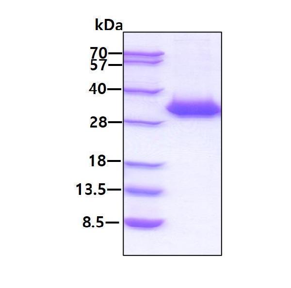 protp59594 sds page