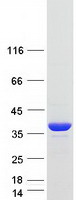 Coomassie blue staining of purified DNAJB13 protein