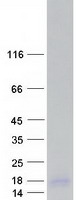 protp60002 elof1 human recombinant protein