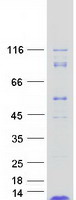 Coomassie blue staining of purified ROMO1 protein