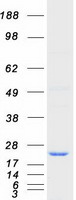 protp60604 ube2g2 human recombinant protein