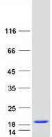 protp60660 myosin myl6 human recombinant protein