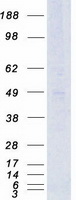 protp60893 gpr85 human recombinant protein