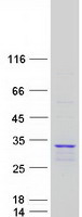 protp60900 psma6 human recombinant protein