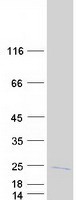 protp61077 ube2d3 human recombinant protein