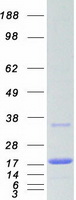 protp61088 ube2n human recombinant protein