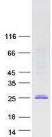 Coomassie blue staining of purified POLR2F protein