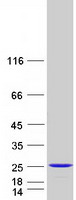 protp61225 rap2b human recombinant protein