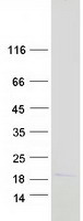 Coomassie blue staining of purified MAX protein