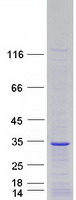 protp61328 fgf12 human recombinant protein