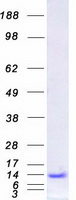 protp61457 pcbd1 human recombinant protein