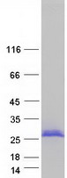 protp61601 ncald human recombinant protein