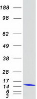 protp61604 cpn10 hspe1 human recombinant protein