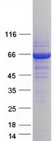 Coomassie blue staining of purified STXBP1 protein