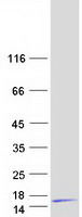 Coomassie blue staining of purified GNG11 protein