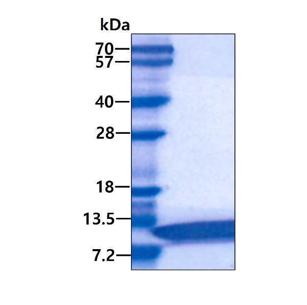 protp61960 sdspage human ufm1 recombinant protein_1