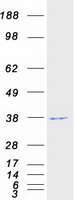 Coomassie blue staining of purified WDR5 protein