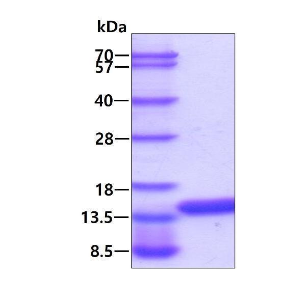 3ug by SDS-PAGE under reducing condition and visualized by coomassie blue stain