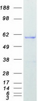 Coomassie blue staining of purified HNRNPK protein
