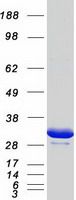 Coomassie blue staining of purified YWHAG protein