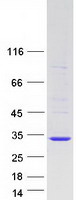 protp62070 rras2 human recombinant protein