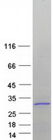 protp62081 rps7 human recombinant protein