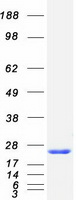 protp62166 frequenin ncs1 human recombinant protein